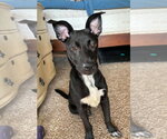 Small #3 Chihuahua Mix