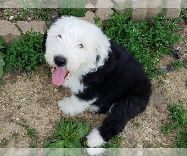 Medium Photo #1 Old English Sheepdog Puppy For Sale in BLAND, MO, USA