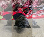Small Photo #5 Mutt Puppy For Sale in Germantown, OH, USA