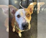 Small American Pit Bull Terrier Mix