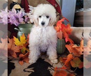 Poodle (Toy) Puppy for sale in TERRELL, TX, USA