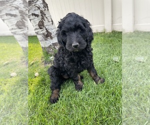 Goldendoodle-Poodle (Standard) Mix Puppy for sale in BLACKFOOT, ID, USA