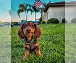 Small Photo #7 Dachshund Puppy For Sale in RIALTO, CA, USA