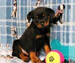 Small Photo #5 Rottweiler Puppy For Sale in JOPLIN, MO, USA