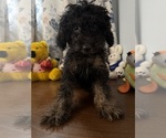 Yorkipoo puppie - Male Yorkipoo Puppy for Sale - Photo #20