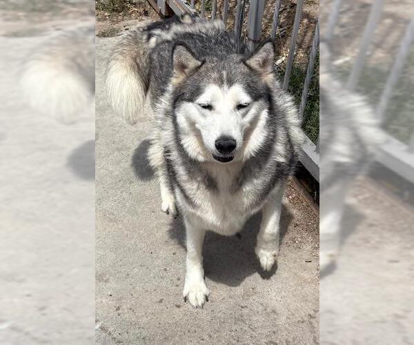 Medium Photo #2 Alaskan Malamute Puppy For Sale in Fallbrook, CA, USA