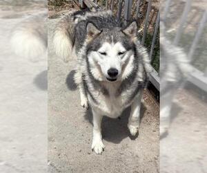 Emma - Female Alaskan Malamute Dog for Adoption - Photo #2