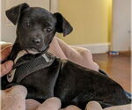 Small #3 American Pit Bull Terrier-Chihuahua Mix