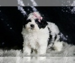 Small Photo #90 Maltipoo Puppy For Sale in WARSAW, IN, USA