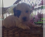 Small Photo #2 Maltipoo Puppy For Sale in PARKER, PA, USA