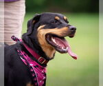 Small #1 Rottweiler
