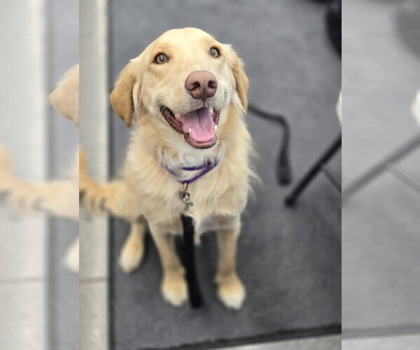 Medium Photo #5 Golden Labrador Puppy For Sale in Minneapolis, MN, USA
