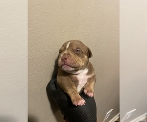 American Bully Puppy for sale in CINCINNATI, OH, USA