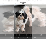Small Photo #1 Havashire-Mal-Shi Mix Puppy For Sale in FLEMING ISLAND, FL, USA
