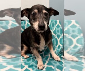 Dachshund-Unknown Mix Dogs for adoption in Weston, FL, USA