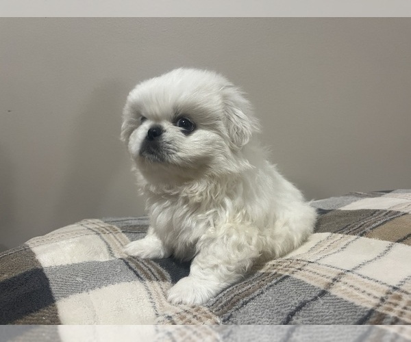 Medium Photo #1 Pekingese Puppy For Sale in KANSAS CITY, MO, USA