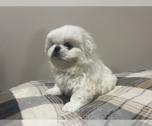 Pekingese Puppy for sale in KANSAS CITY, MO, USA
