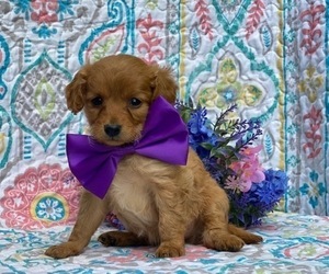 Cavapoo Puppy for sale in LANCASTER, PA, USA