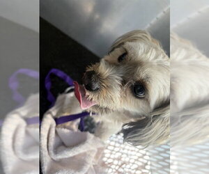 Maltese-Unknown Mix Dogs for adoption in Rancho Cucamonga, CA, USA