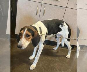 Mutt Dogs for adoption in Rockwall, TX, USA