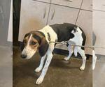 Found stray: Zoe - Female Mutt Dog for Adoption - Small photo
