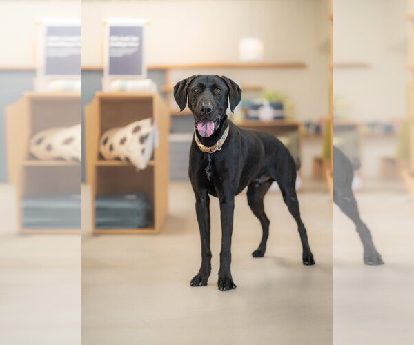 Medium Photo #4 Labrador Retriever-Unknown Mix Puppy For Sale in Marina Del Rey, CA, USA