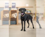 Small #3 Labrador Retriever Mix