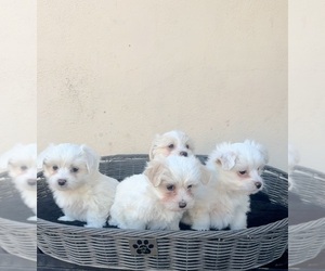 Medium Maltese