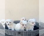 Small Maltese