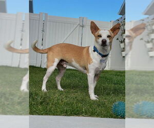 Chihuahua-Unknown Mix Dogs for adoption in Ogden, UT, USA