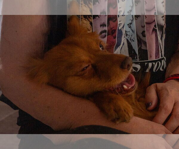 Medium Photo #6 Mutt Puppy For Sale in MIDWAY, UT, USA