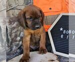 Small #1 Redbone Coonhound