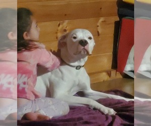 Dogo Argentino Dogs for adoption in BELGRADE, ME, USA