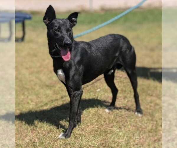 Medium Photo #2 Australian Kelpie-Unknown Mix Puppy For Sale in Canton, CT, USA