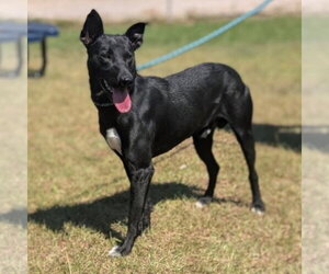 Apollo - Male Australian Kelpie-Unknown Mix Dog for Adoption - Photo #2