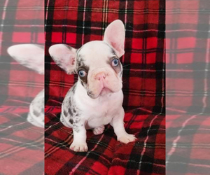 French Bulldog Puppy for sale in PINCKNEY, MI, USA