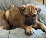 Puppy Puppy 3 green Bullmastiff
