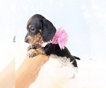 Small #1 Dachshund