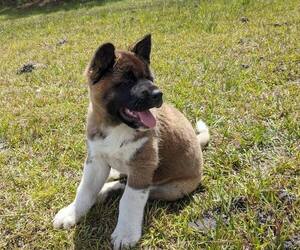 Akita Puppy for sale in ENIGMA, GA, USA