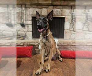 Stormy Skye - Located in OK - Female Holland Shepherd Dog for Adoption - Photo #3