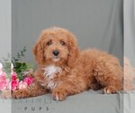 Small #2 Poodle (Miniature)