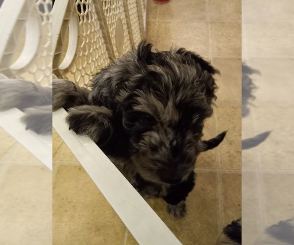 Medium Photo #5 Labradoodle Puppy For Sale in JEFFERSONTOWN, KY, USA