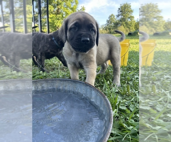 Medium Photo #6 Mastiff Puppy For Sale in COEBURN, VA, USA
