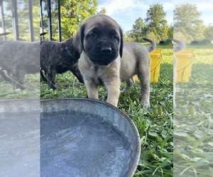 Medium Mastiff