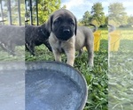 Puppy Curly Bill Mastiff