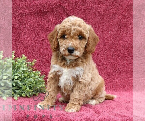 Medium Photo #1 Goldendoodle (Miniature) Puppy For Sale in EPHRATA, PA, USA