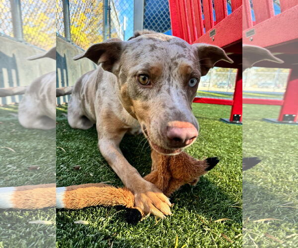 Medium Photo #4 American Pit Bull Terrier-Catahoula Leopard Dog Mix Puppy For Sale in Woodbury, NY, USA