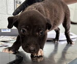 Small American Staffordshire Terrier-Labrador Retriever Mix
