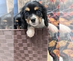 Small Photo #3 Cavalier King Charles Spaniel Puppy For Sale in SOUTH ORANGE, NJ, USA