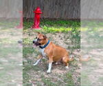 Small #1 Boxer